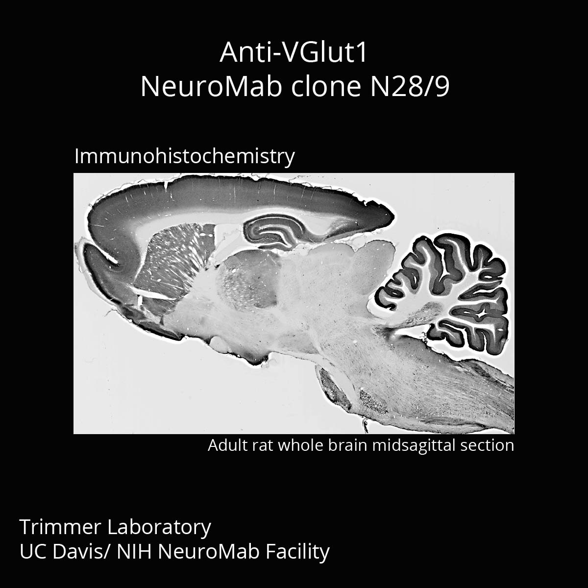 Slc17a7 Antibody (N28/9) - DSHB